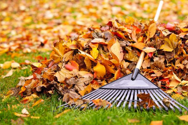 Cost of Leaves Removal in Sparks
