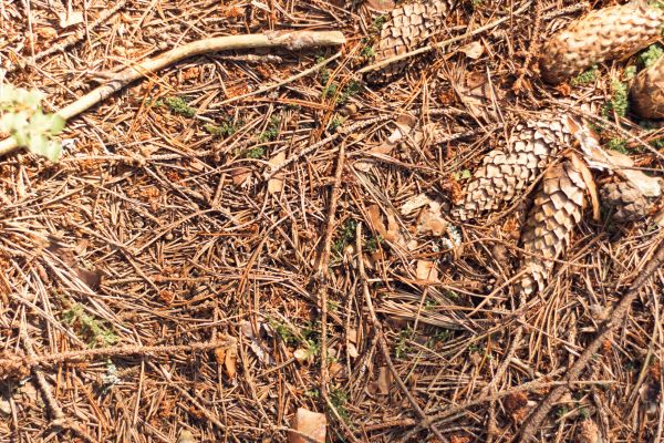 Cost of Pine Needles Removal in Sparks