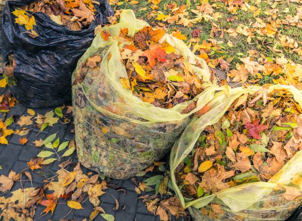 Cost of Yard Cleanup Service in Sparks