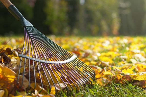 Cost of Leaf Raking Service in Sparks