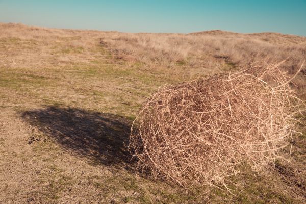 Cost of Tumbleweed Removal in Sparks