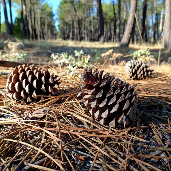 Cost of Pine Cone Removal in Sparks