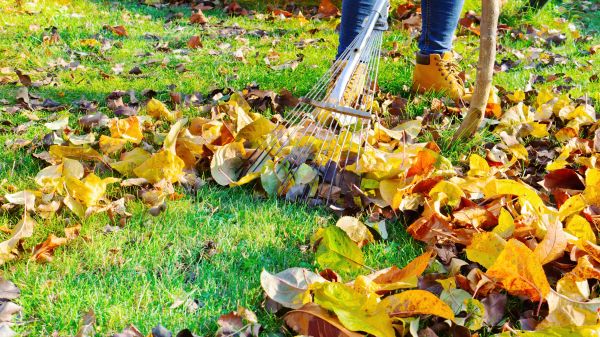 Cost of Lawn Cleanup Service in Sparks