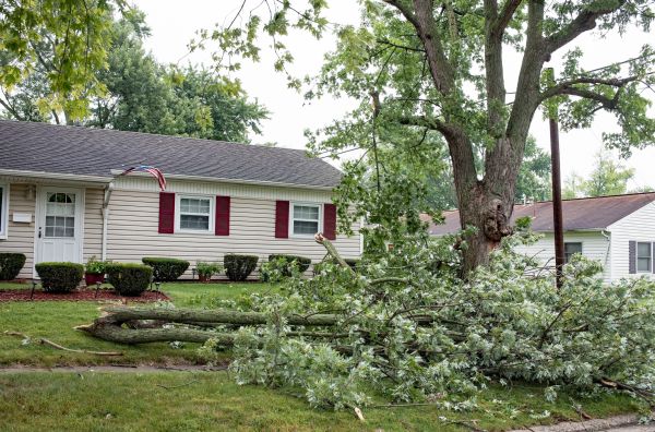 Fallen Branch Removal in Sparks